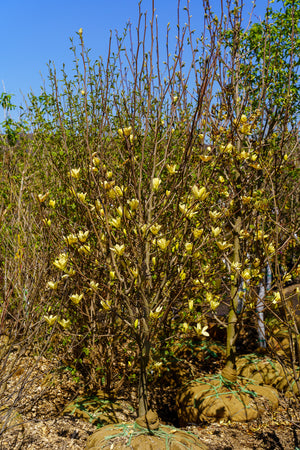 Golden Gift Magnolia - Magnolia - Flowering Trees