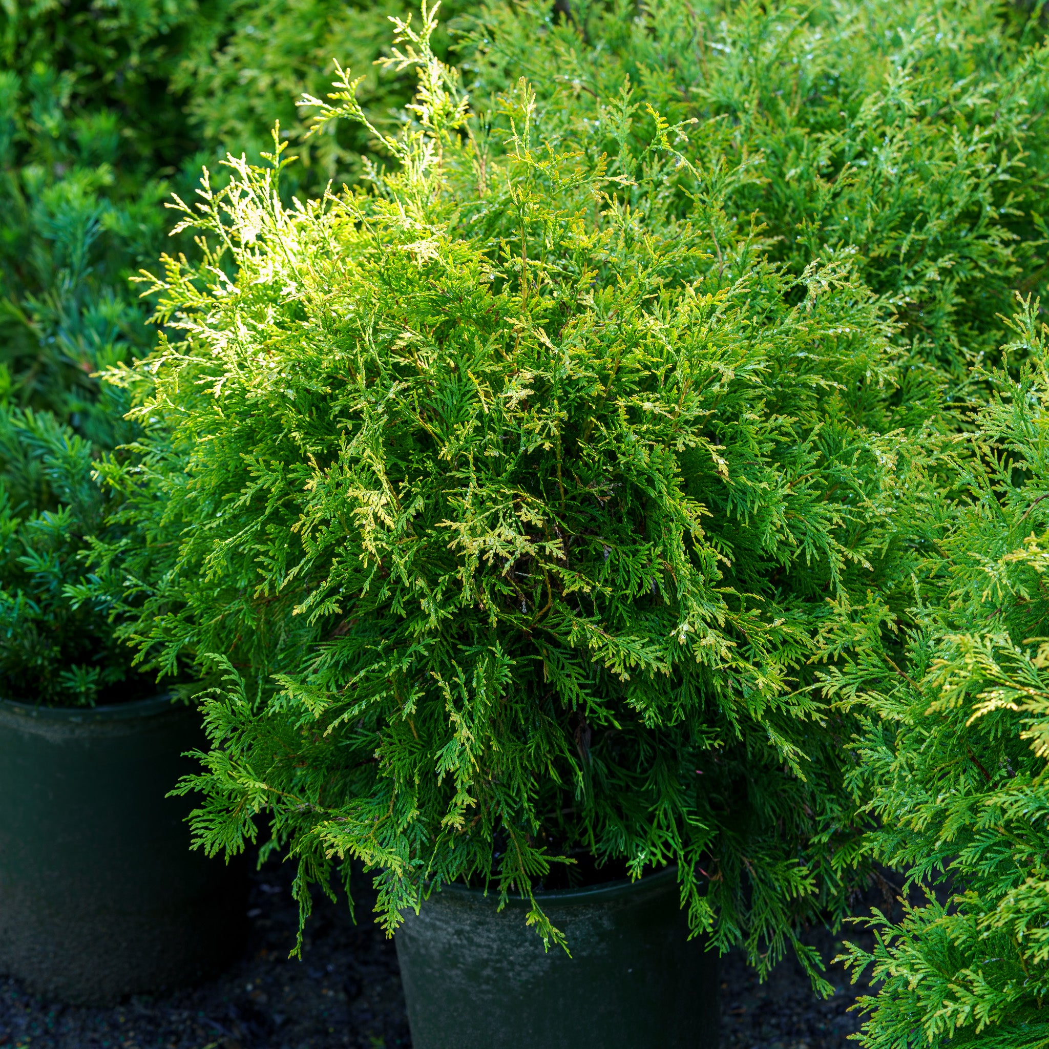 Golden Globe Arborvitae – Plant Detectives