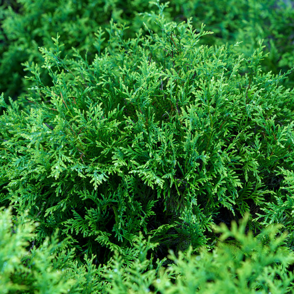 Golden Globe Arborvitae