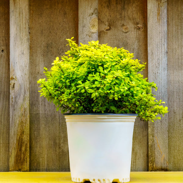 Golden Jackpot Barberry - Barberry - Shrubs