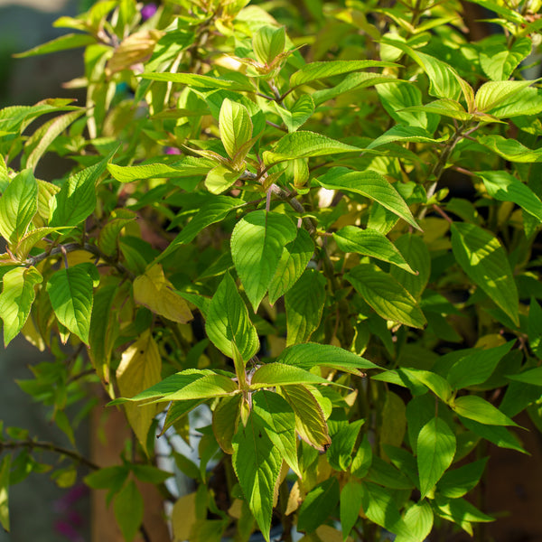 Golden Leaved Pineapple Sage