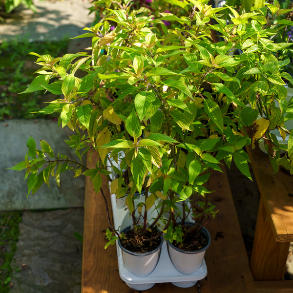 Golden Leaved Pineapple Sage