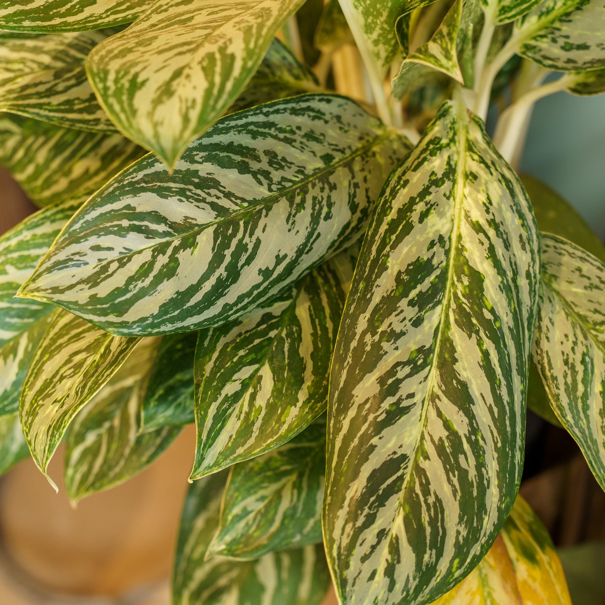 Aglaonema – Plant Detectives