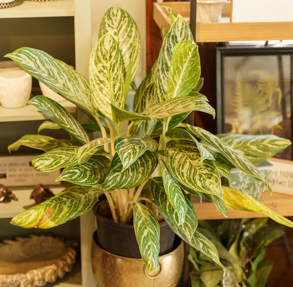 Golden Madonna Chinese Evergreen