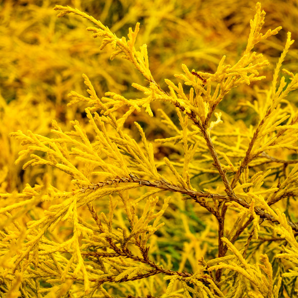 Golden Mop Threadleaf False Cypress - Cypress - Conifers