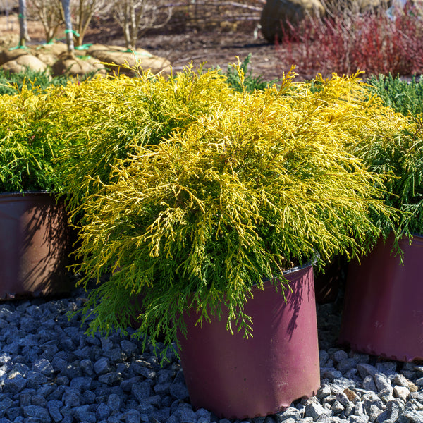 Golden Mop Threadleaf False Cypress - Cypress - Conifers