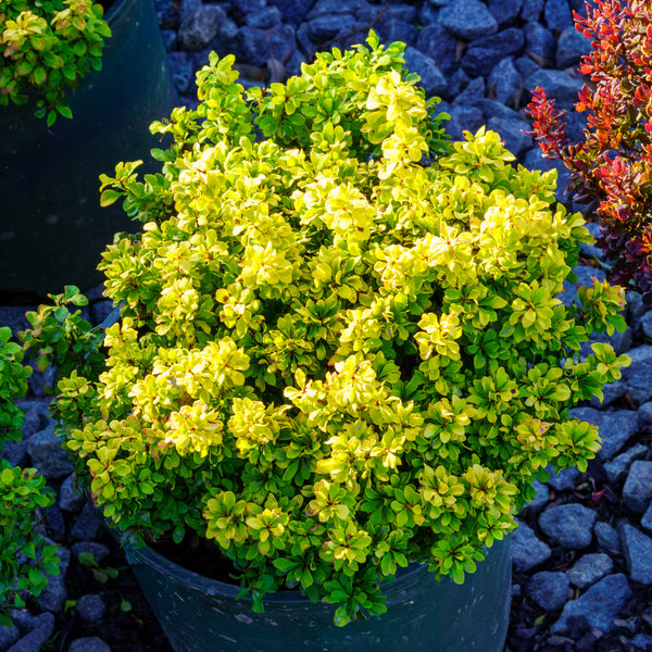 Golden Nugget Dwarf Barberry