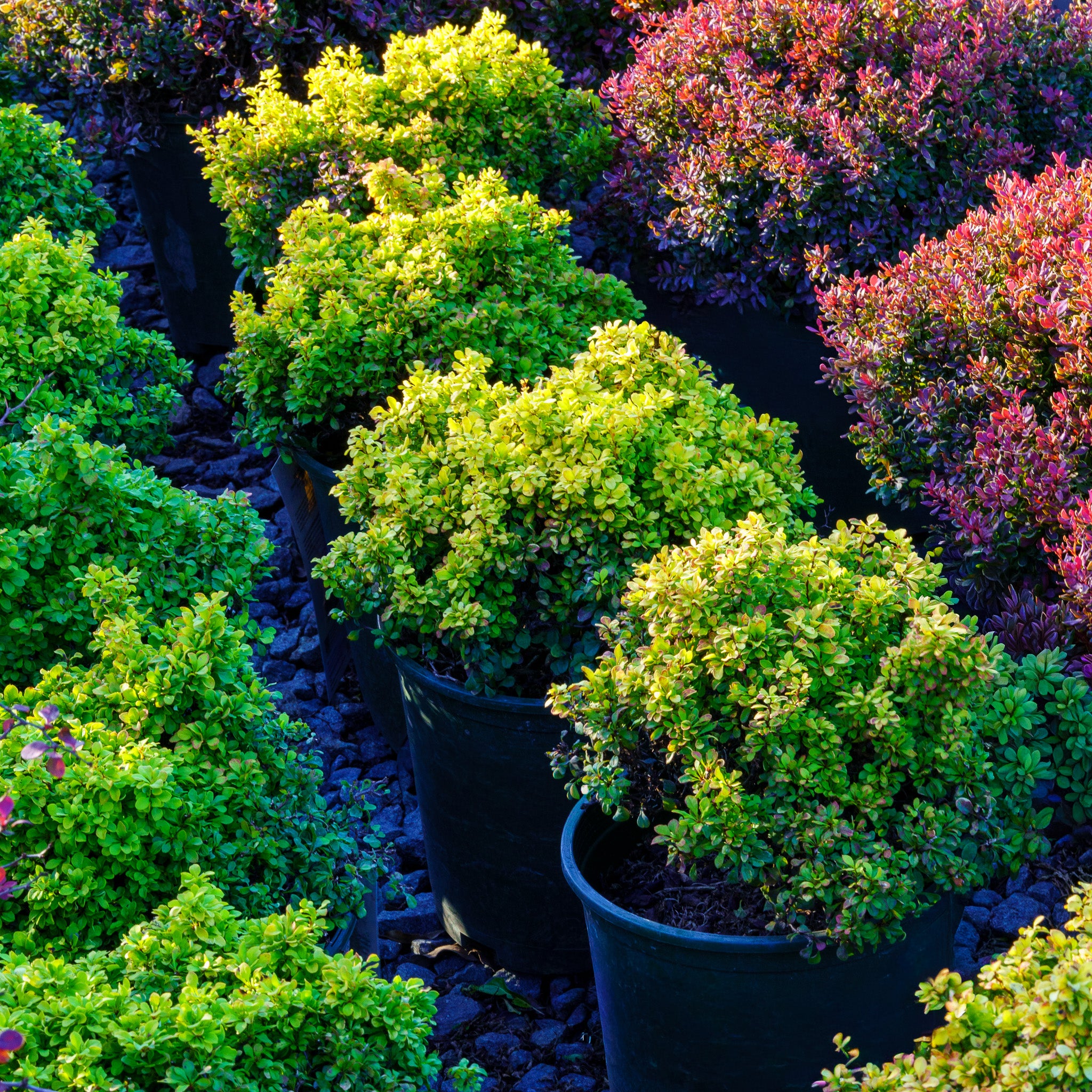 Golden Nugget Dwarf Barberry – Plant Detectives