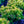 Load image into Gallery viewer, Golden Nugget Dwarf Barberry
