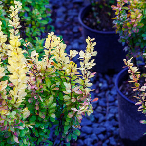 Golden Rocket Barberry