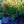 Load image into Gallery viewer, Golden Rocket Barberry
