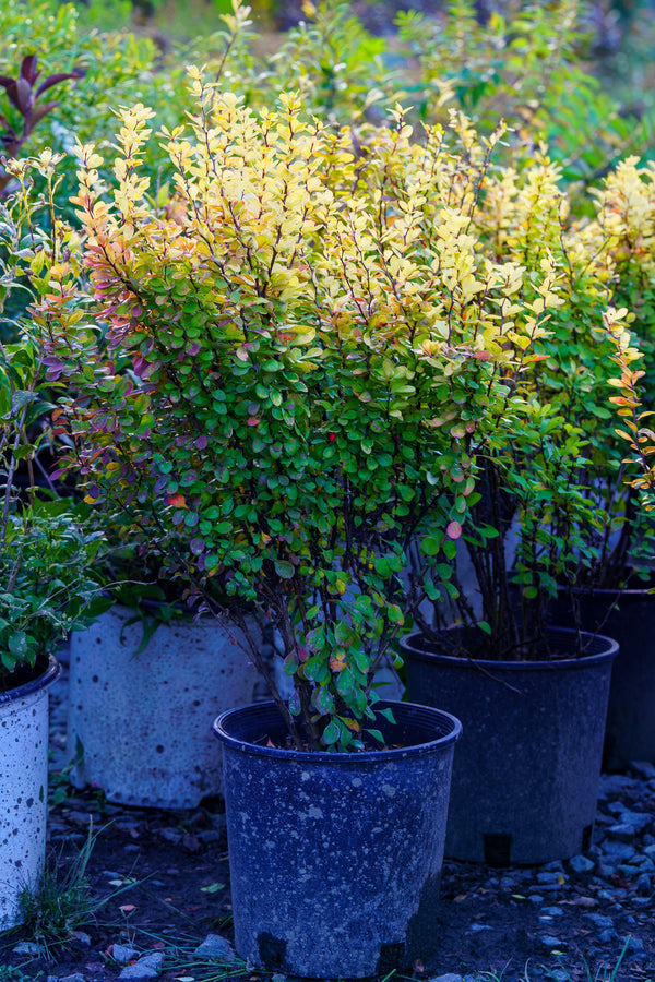 Golden Rocket Barberry