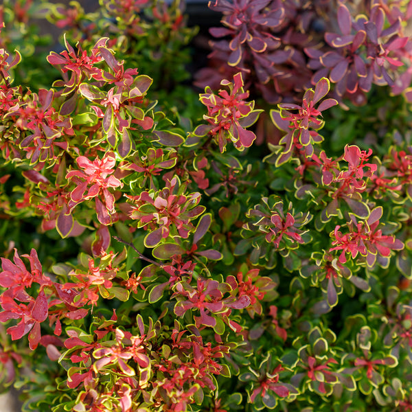 Golden Ruby Barberry