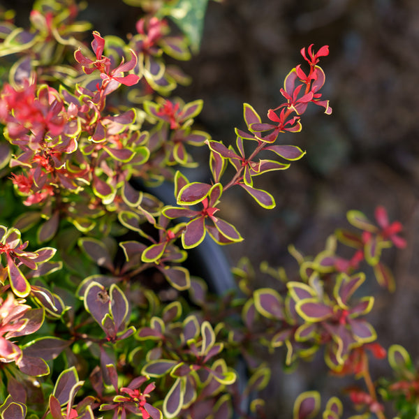 Golden Ruby Barberry