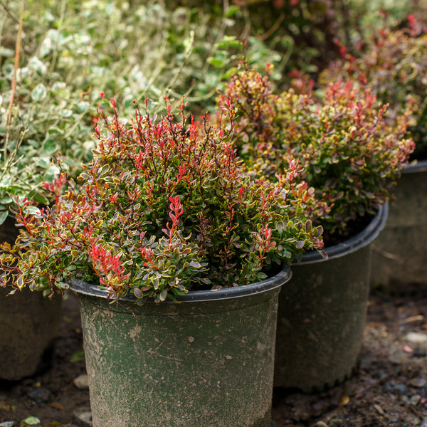 Golden Ruby Barberry