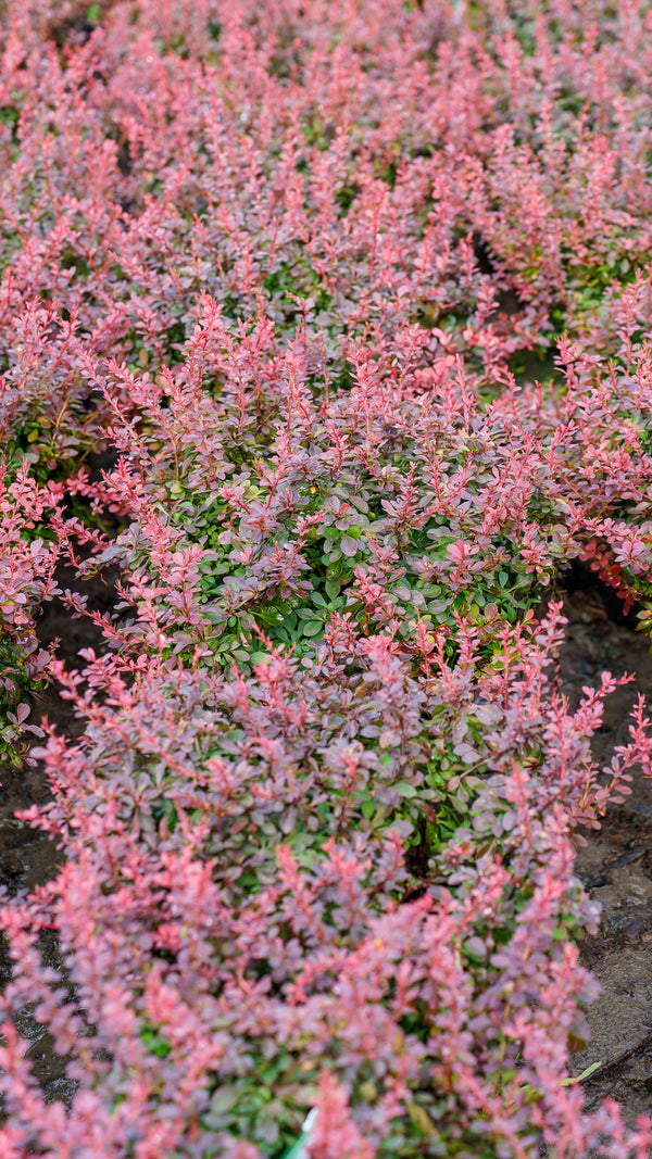 Golden Ruby Barberry