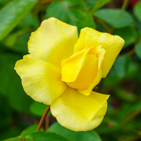 Golden Showers Climbing Rose