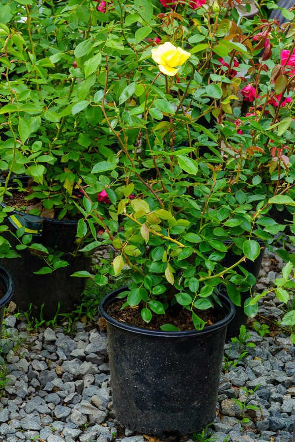 Golden Showers Climbing Rose