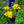 Load image into Gallery viewer, Golden Sphere Coreopsis
