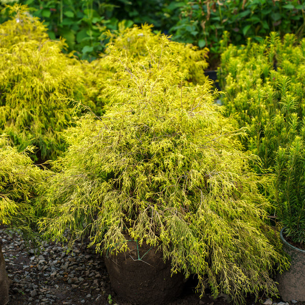 Golden Threadleaf False Cypress