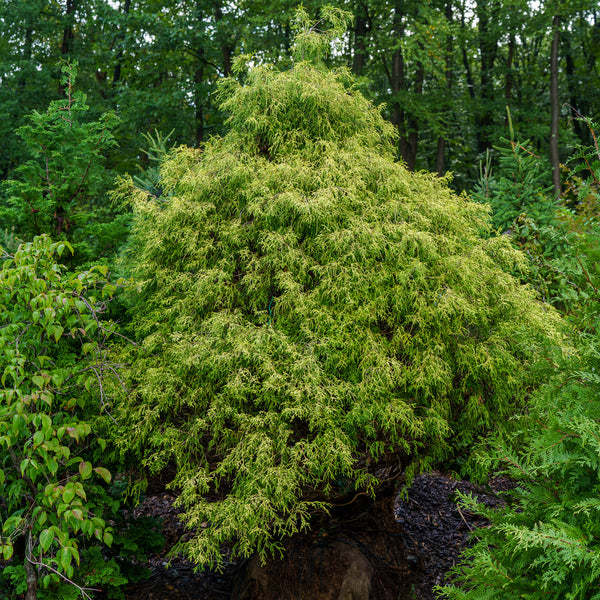 Threadleaf Cedar Filifera Aurea Sawara Cypress – Plant Detectives