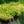 Load image into Gallery viewer, Golden Variegated Hakone Grass
