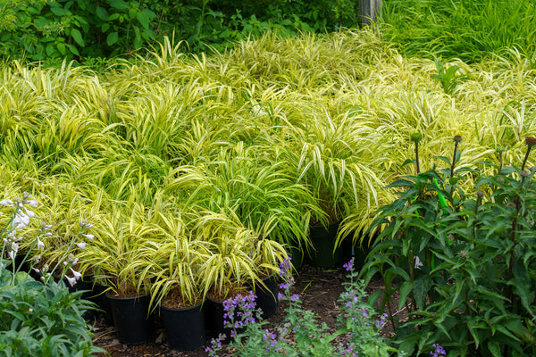 Golden Variegated Hakone Grass