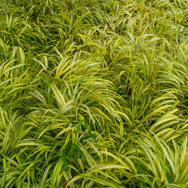 Golden Variegated Hakone Grass