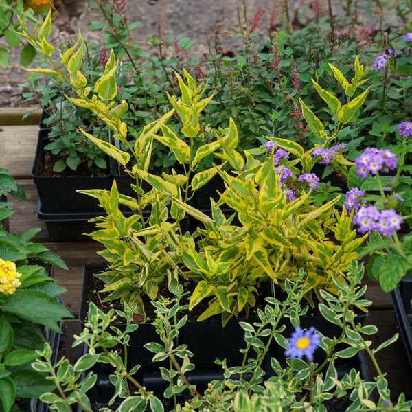 Golden Variegated Potato Vine
