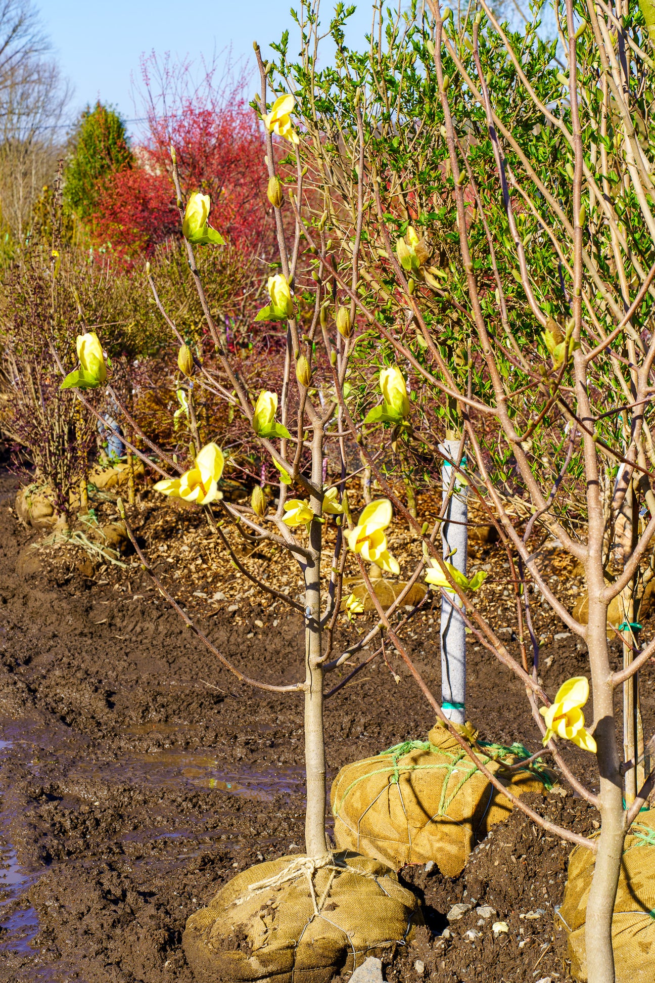 Plant of the Week - Golden Gala Magnolia – Plant Detectives