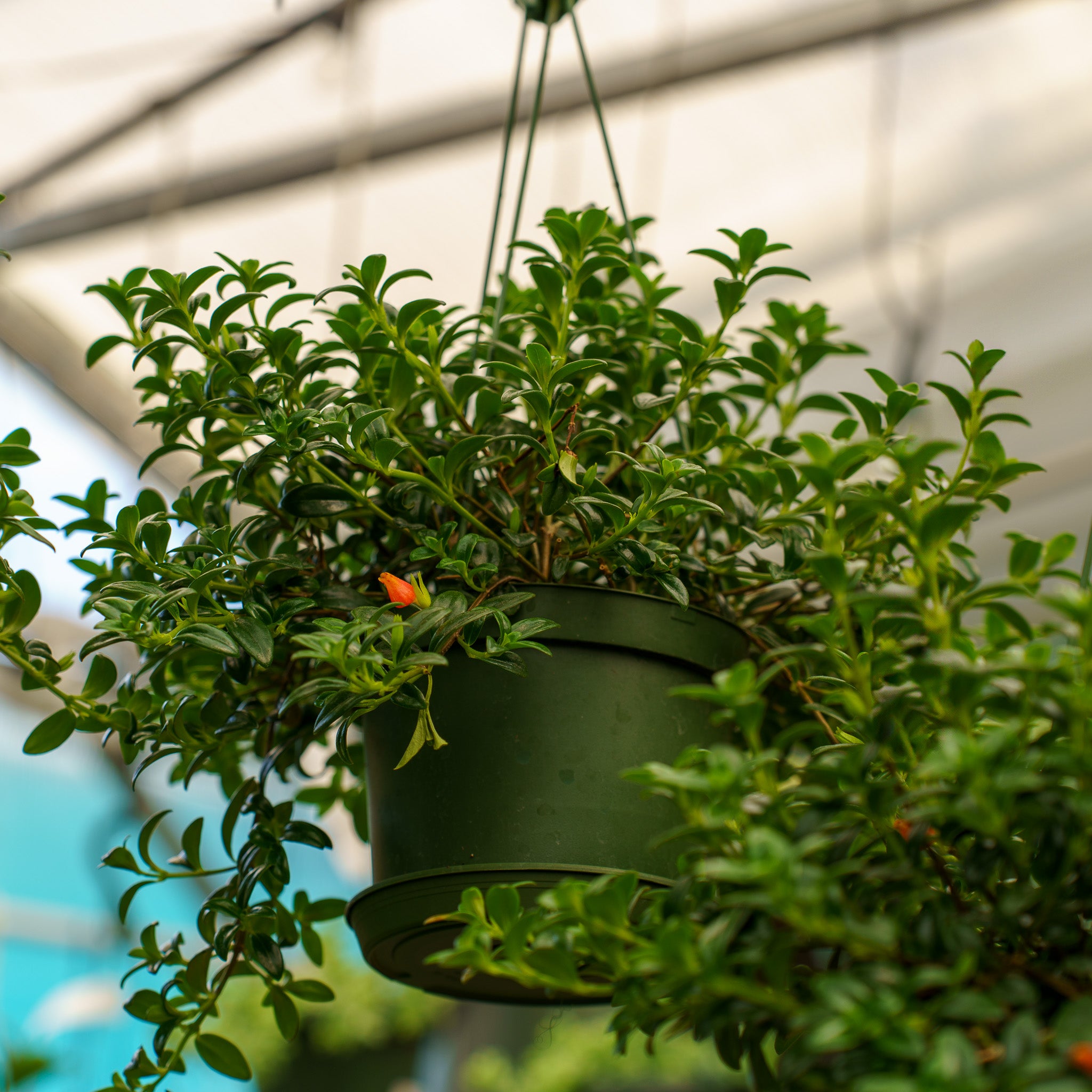Goldfish Plant – Plant Detectives