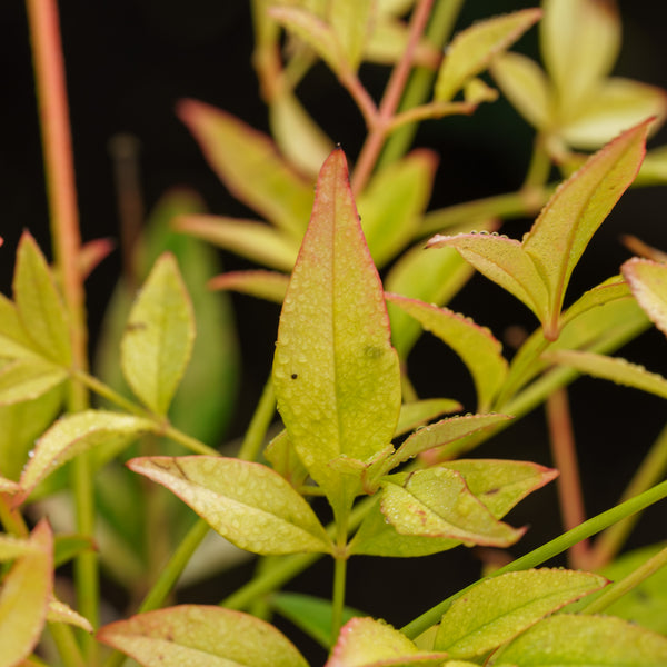 golden nanmu pot plant Goldstream Heavenly Bamboo – Plant Detectives