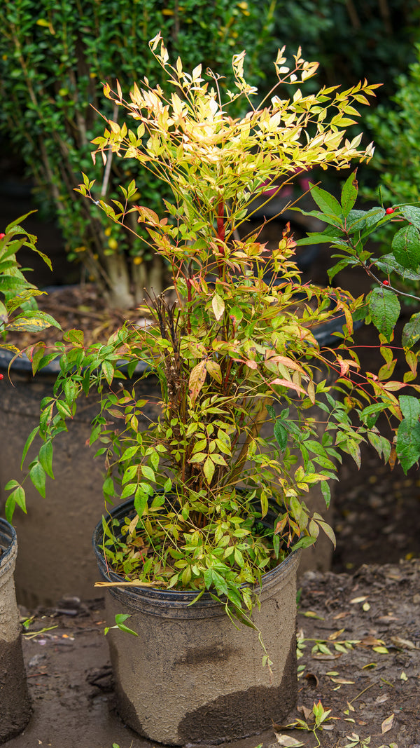 Goldstream Heavenly Bamboo