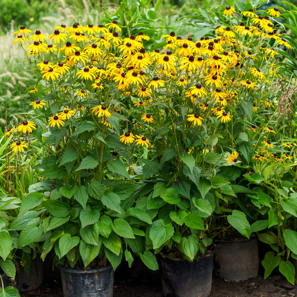 Goldsturm Black-Eyed Susan