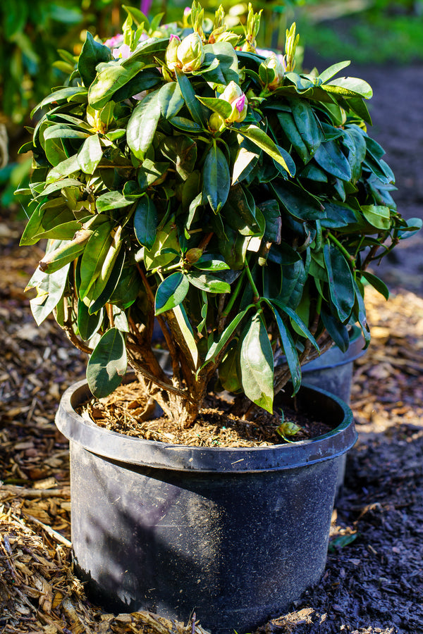 Gomer Waterer Rhododendron - Rhododendron - Shrubs