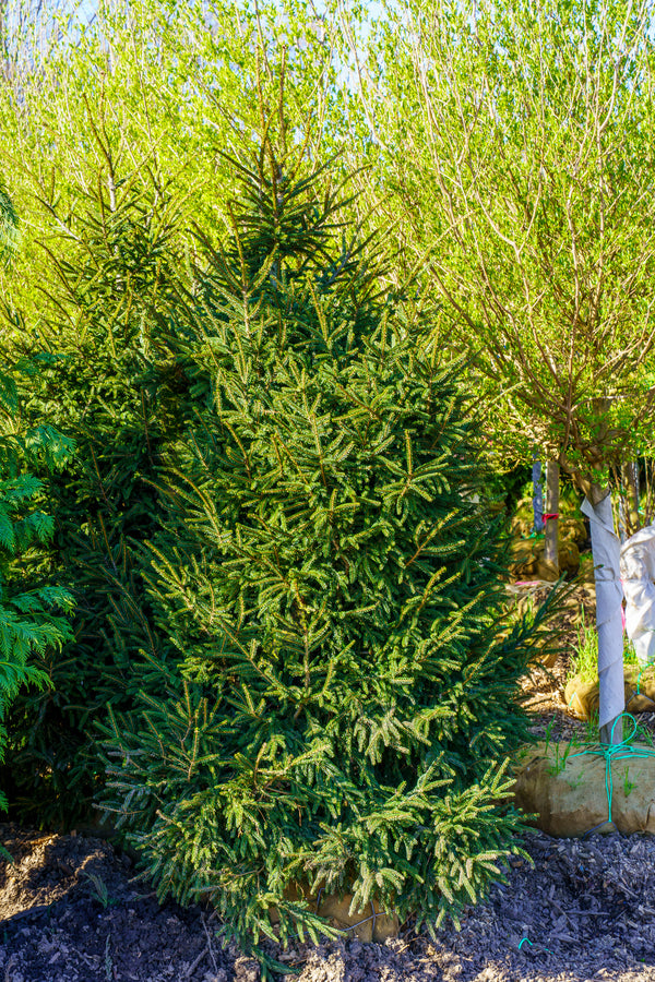 Gowdy Oriental Spruce - Spruce - Conifers