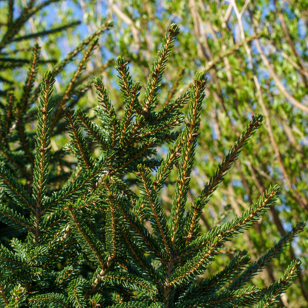 Gowdy Oriental Spruce - Spruce - Conifers