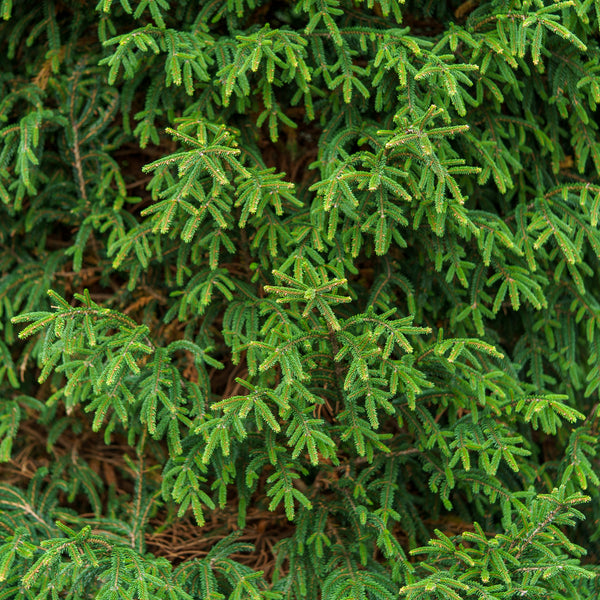 Gowdy Oriental Spruce