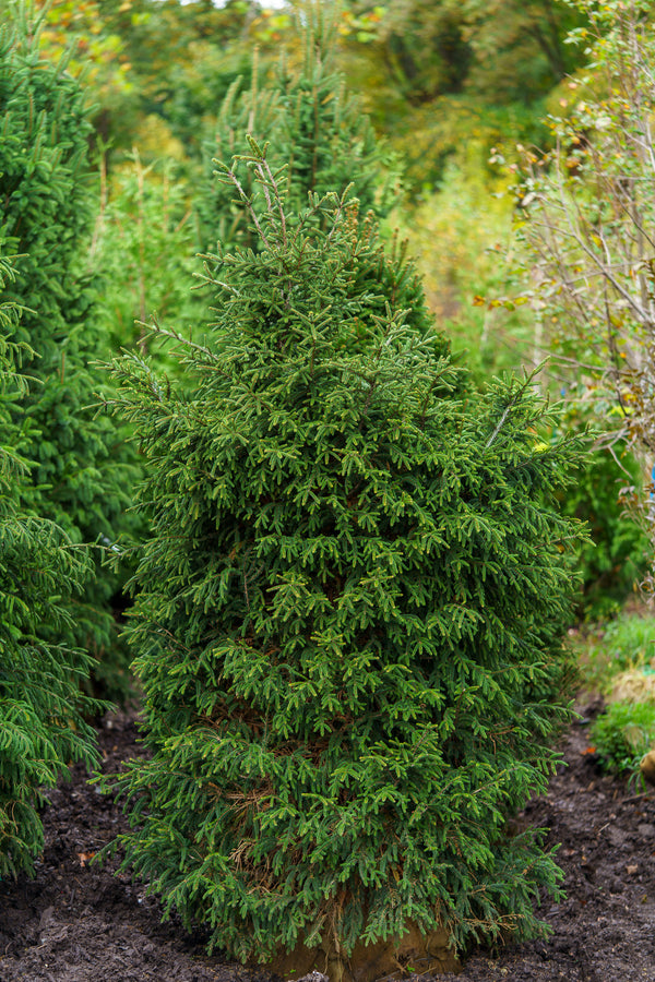 Gowdy Oriental Spruce