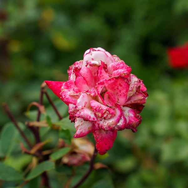 Grace N' Grit Pink BiColor Rose
