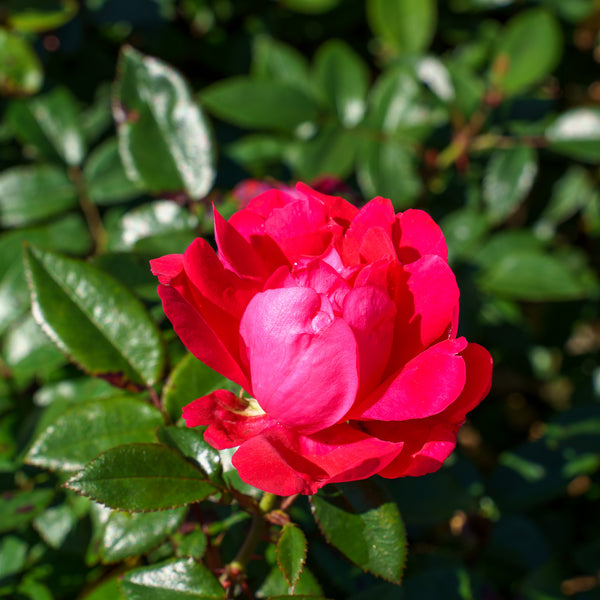 Grace N' Grit Pink Shrub Rose