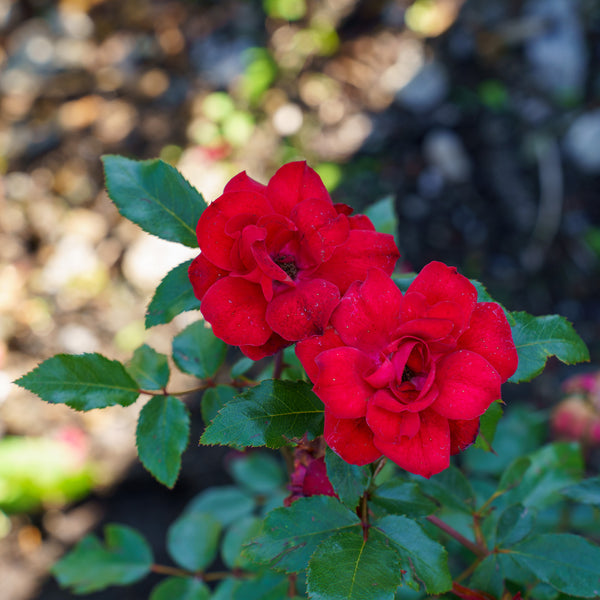 Grace N' Grit Red Shrub Rose