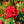 Load image into Gallery viewer, Grace N&#39; Grit Red Shrub Rose
