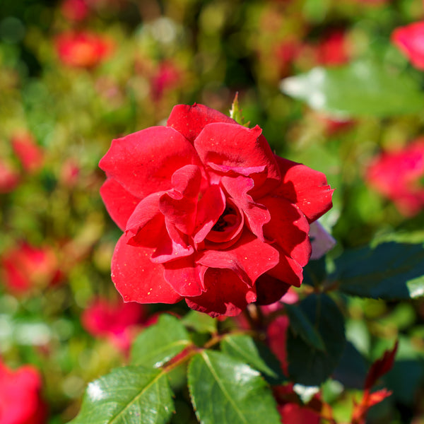 Grace N' Grit Red Shrub Rose