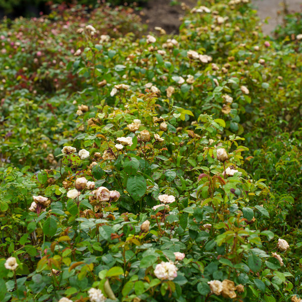 Grace N' Grit White Rose