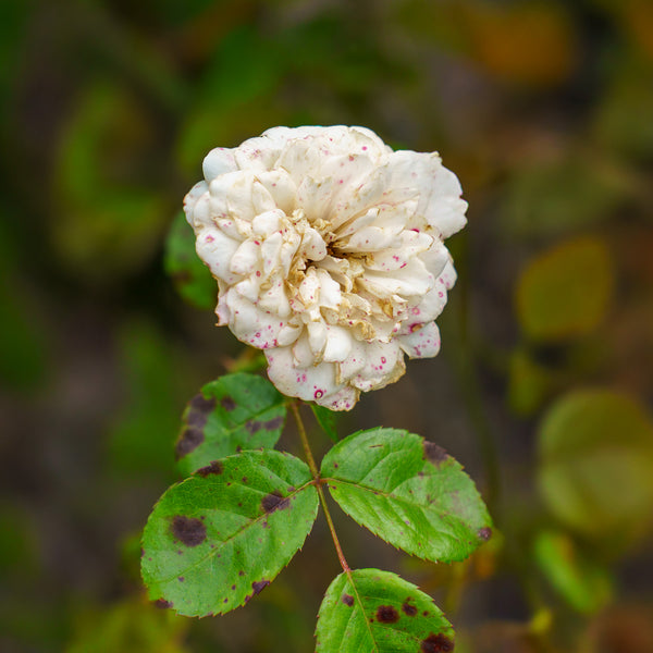 Grace N' Grit White Rose