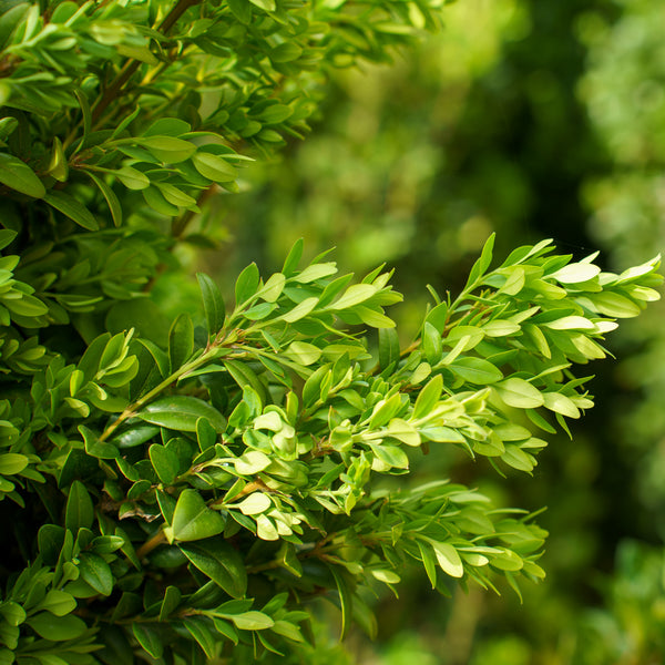 Graham Blandy Boxwood