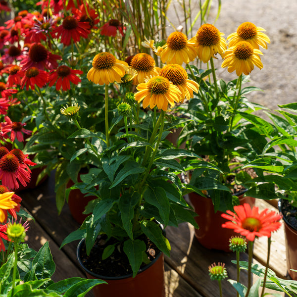 Granada Gold Coneflower