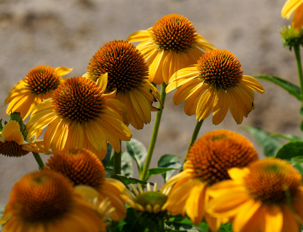 Granada Gold Coneflower