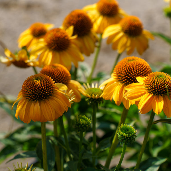 Granada Gold Coneflower